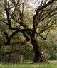 Jack Gescheidt tree spirit project BayFaerie