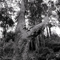 Jack Gescheidt tree spirit project EucalyptusUnion
