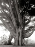 Jack Gescheidt tree spirit project HighonCypress