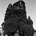 Jack Gescheidt tree spirit project MissionSequoia