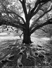 Jack Gescheidt tree spirit project beloved oakb