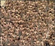spencer tunick 2002 chile 36