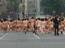 spencer tunick 2002 chile 7
