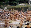 Nudists Camp Crowd 215