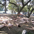 berkeley nude protest 2007 1