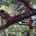 berkeley nude protest 2007 6