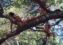 berkeley nude protest 2007 6