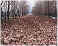 spencer tunick 2002 chile 38