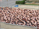 spencer tunick 2003 barcelona 118