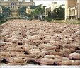 spencer tunick 2003 barcelona 24