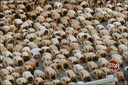 spencer tunick 2003 barcelona 32