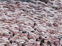 spencer tunick 2006 Newcastle 12
