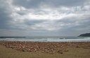 spencer tunick 2006 san sebastian 17