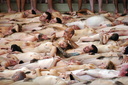 spencer tunick 2006 san sebastian 4