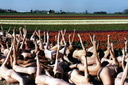 spencer tunick 2007 Schermerhorn 10