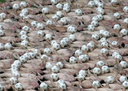 Spencer tunick vienna 2008 14
