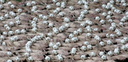 Spencer tunick vienna 2008 28
