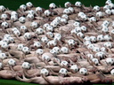 Spencer tunick vienna 2008 3