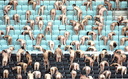 Spencer tunick vienna 2008 39