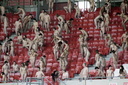 vienna8