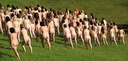 spencer tunick manchester 20100503 22