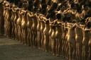 Spencer tunick Sydney Opera House 038