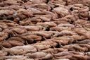 Spencer tunick Sydney Opera House 041