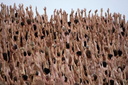 Spencer tunick Sydney Opera House 043