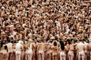 Spencer tunick Sydney Opera House 055