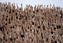 Spencer tunick Sydney Opera House 068