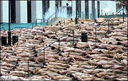  1355162 nudecanadians300montreal