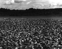 spencer tunick Maine2 1997 2