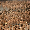 nudists nudism nude nupics 036