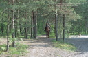 Horse riding gototheshow 9