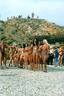 nudists group on beach 229